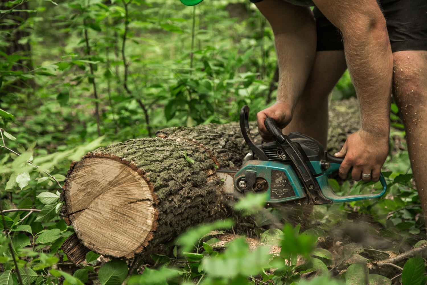 North Tunica, MS Tree Service Company